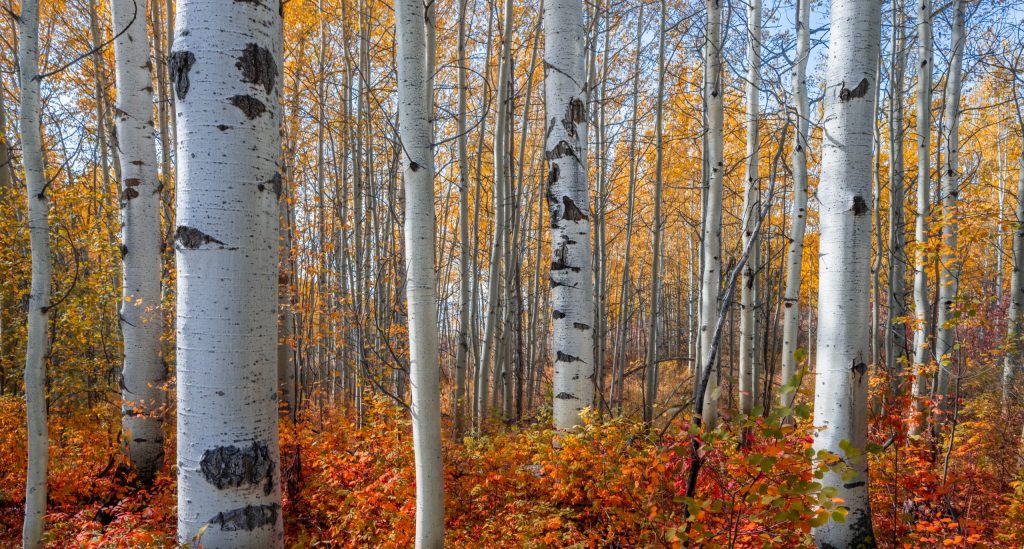 Aspens in the Fall, Fall Colors