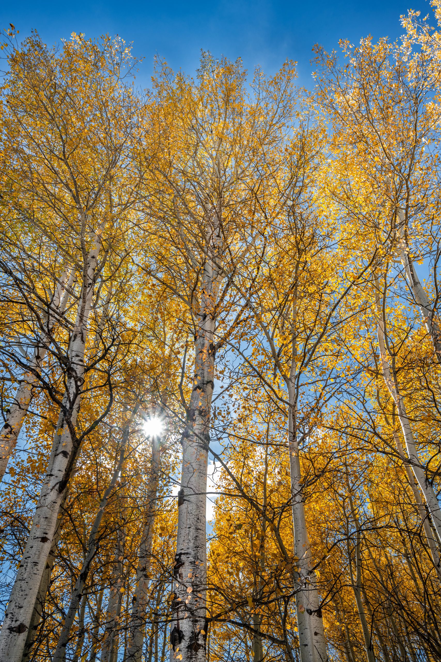 Aspens in the Fall, Fall Colors