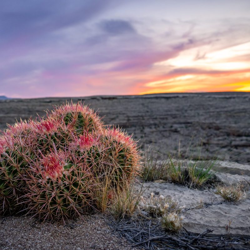 Desert Cactus at Sunset