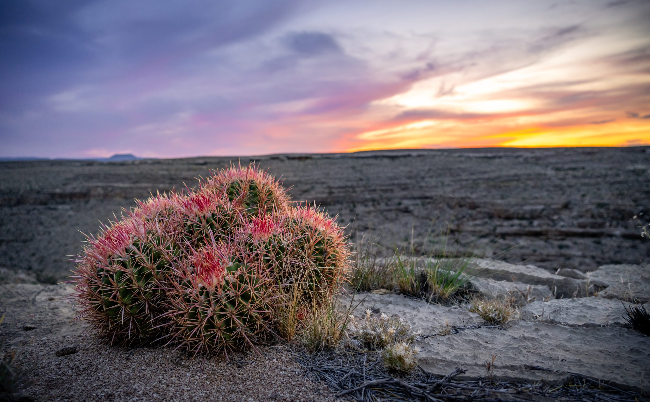 Desert Cactus at Sunset