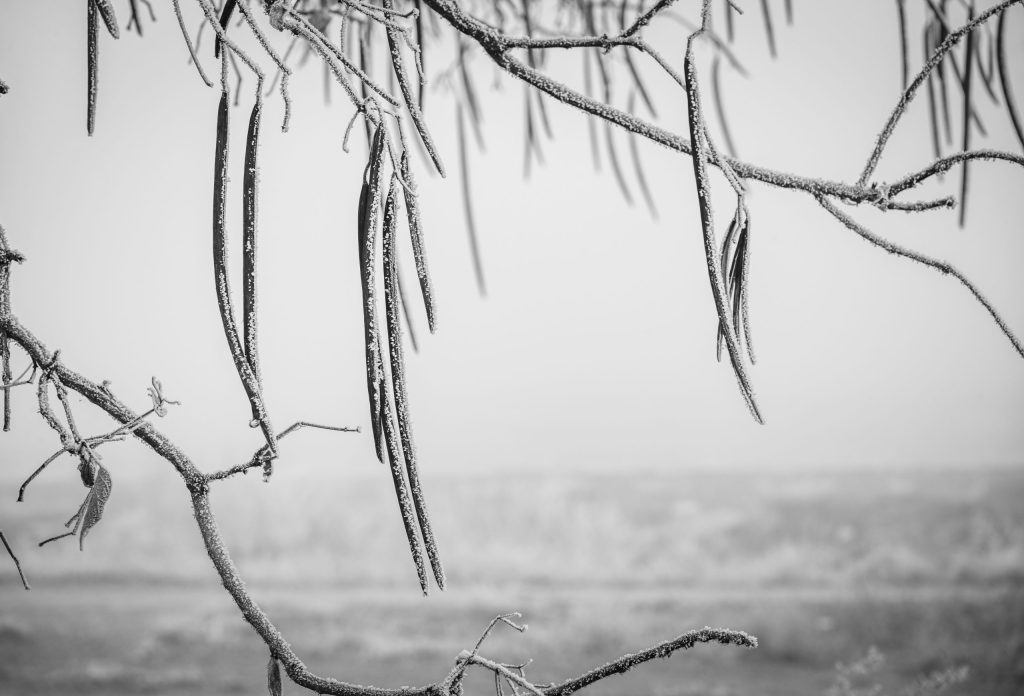 Frosted bean pods