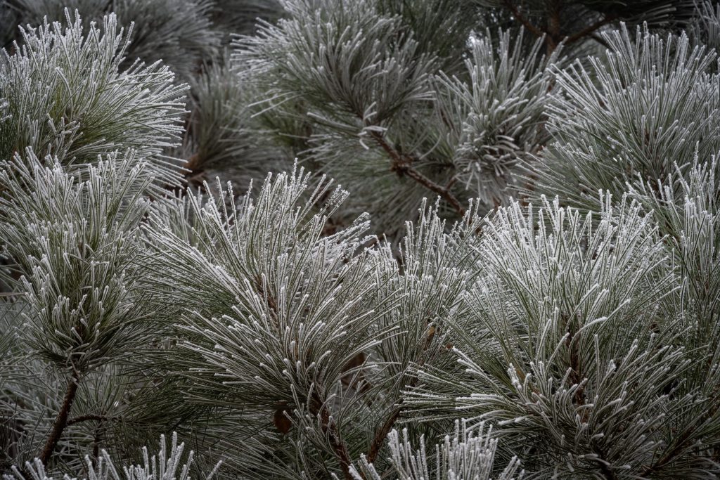 Frosted Needles