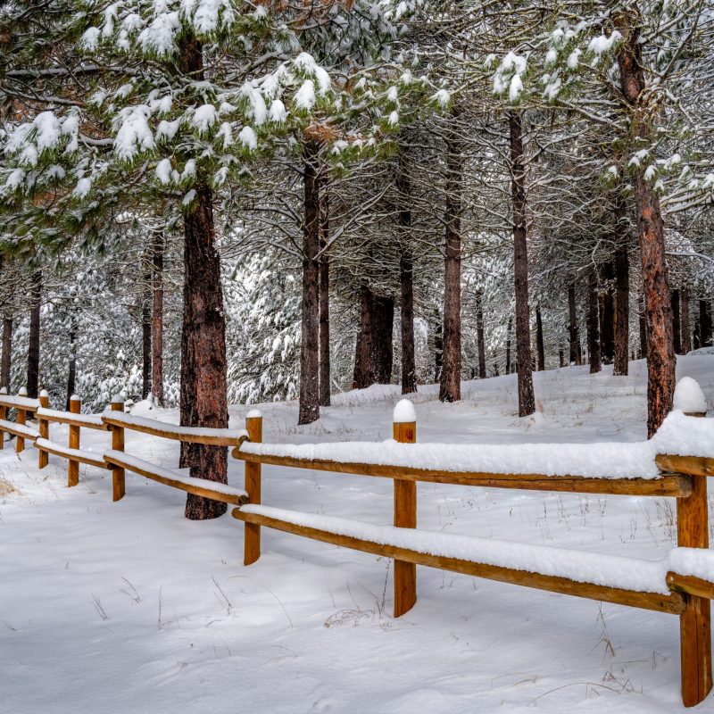 Snowy Fence in the Winter