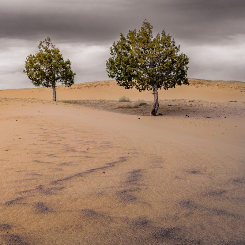 Trees in the Sand