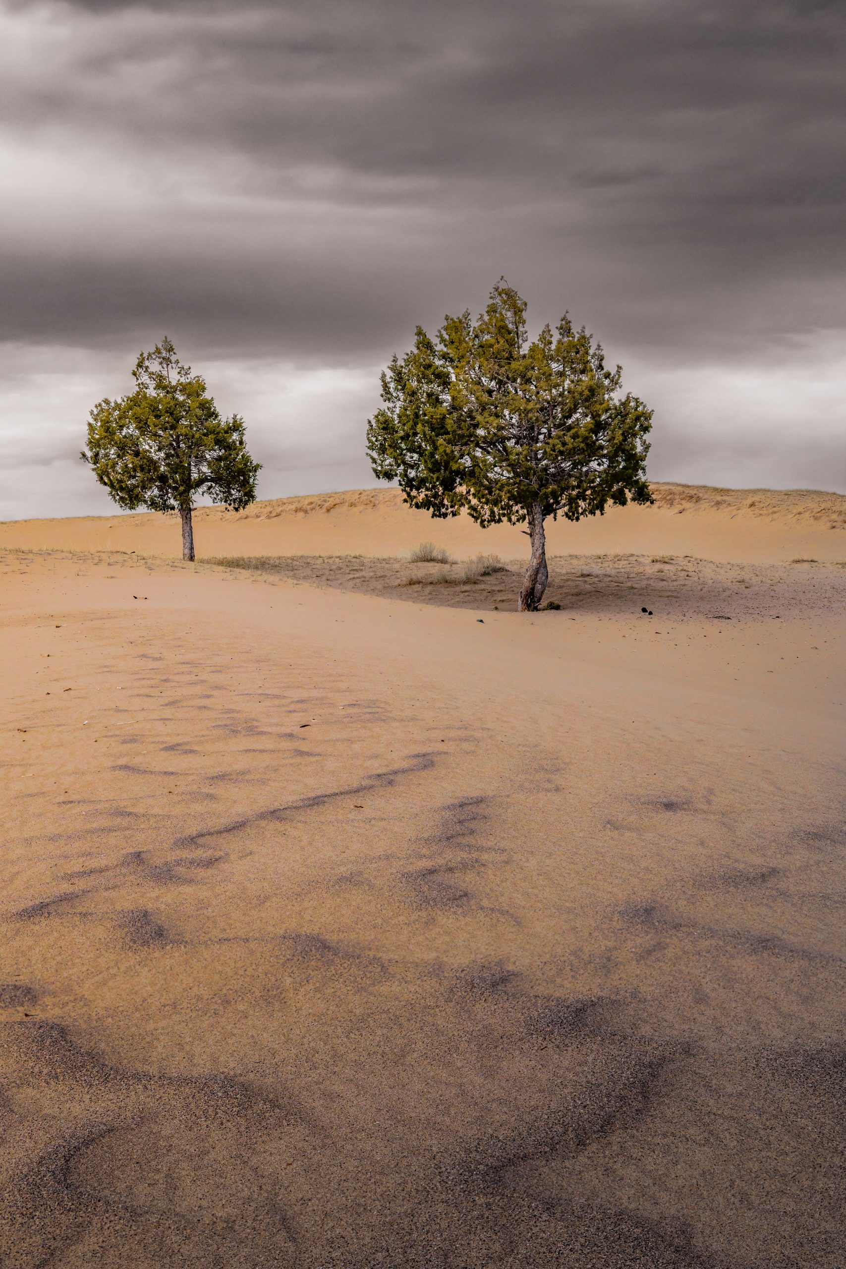 Trees in the Sand