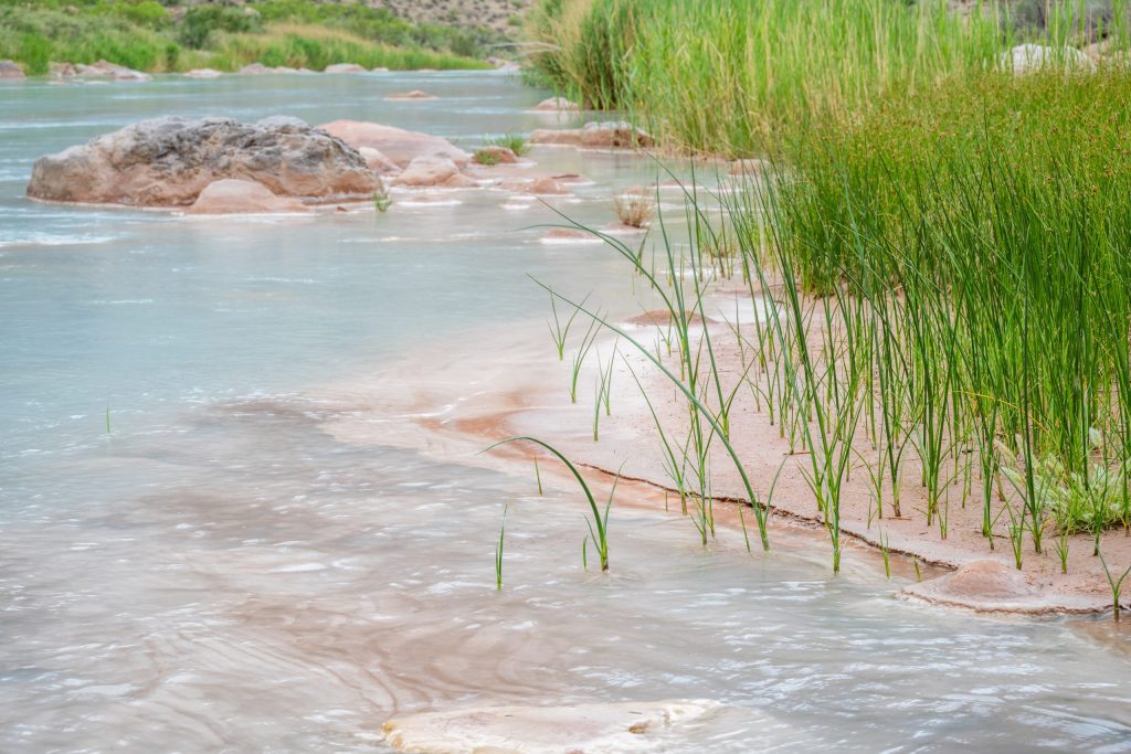 Grass in a River