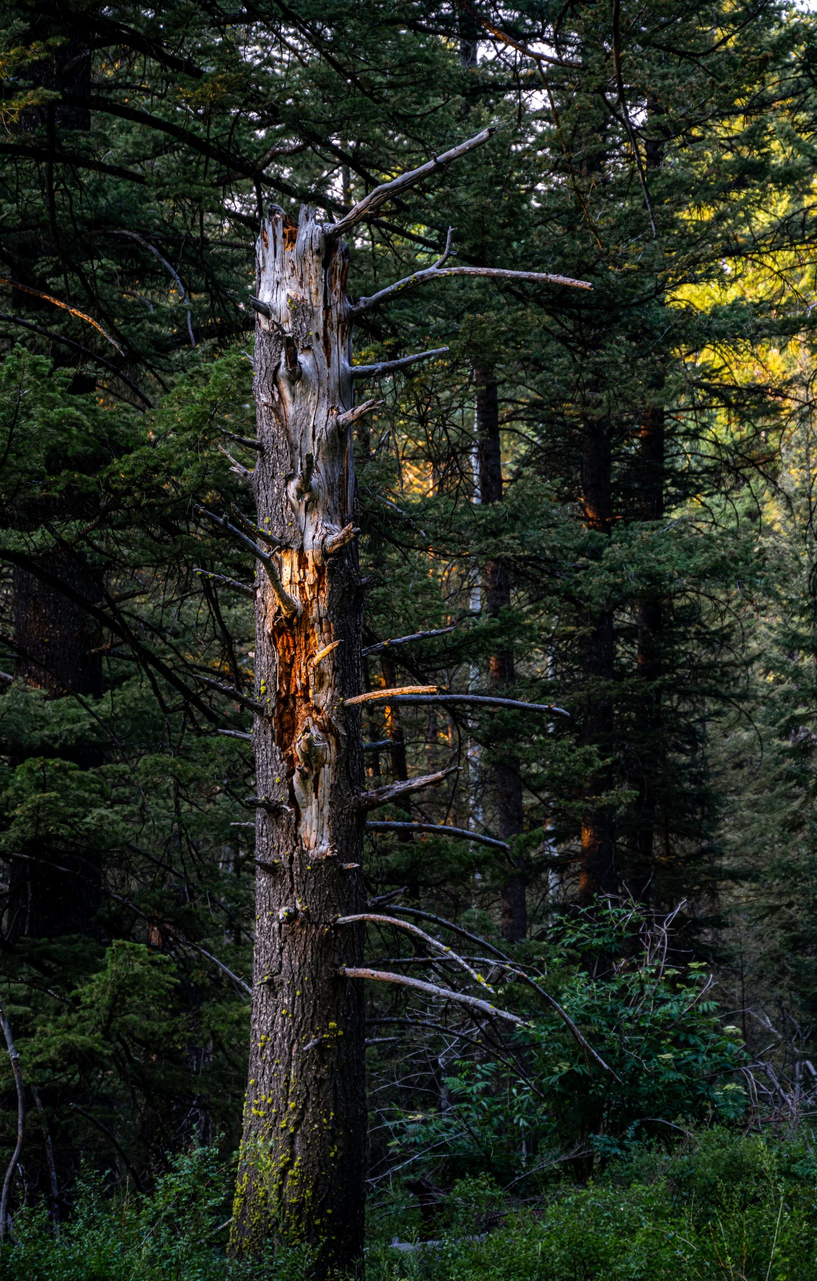 Lone tree in a forest