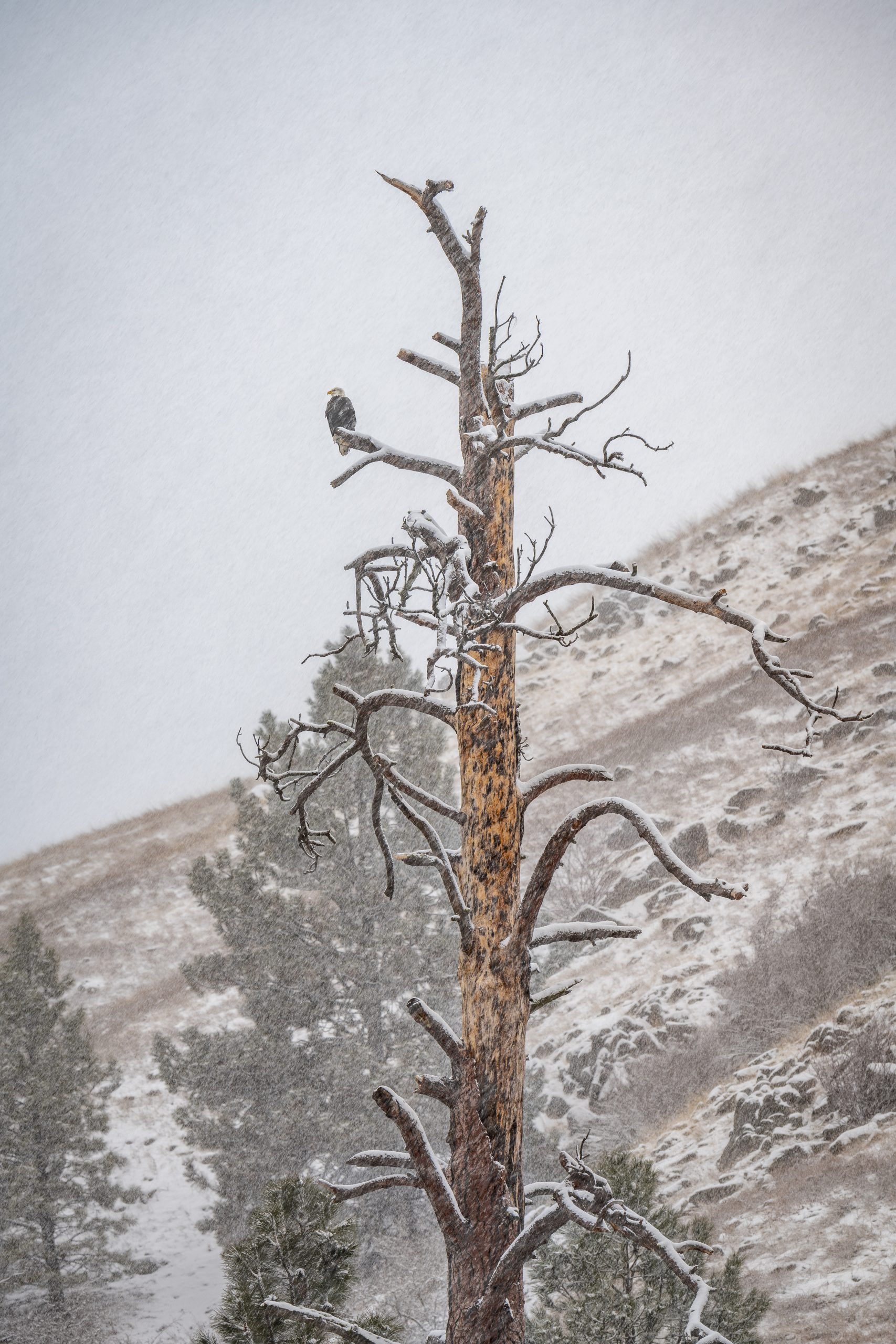 Bald Eagle on a tree in a snowstorm