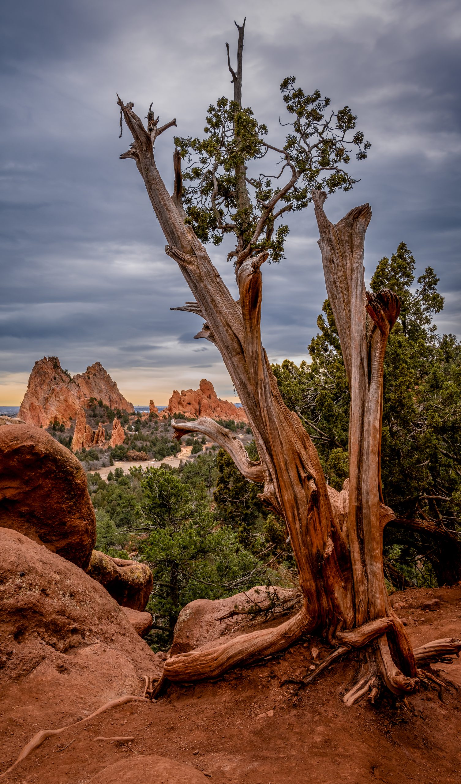 Juniper Tree at Garden of the God's