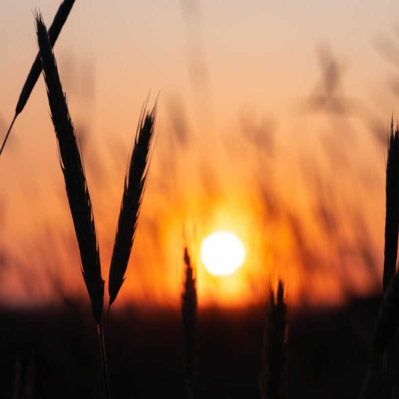 Sunset Over Wheat Fields