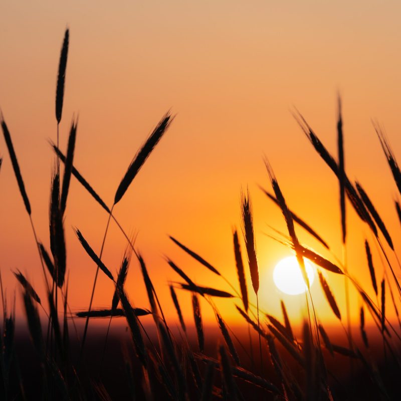 Sunset Over Wheat Fields