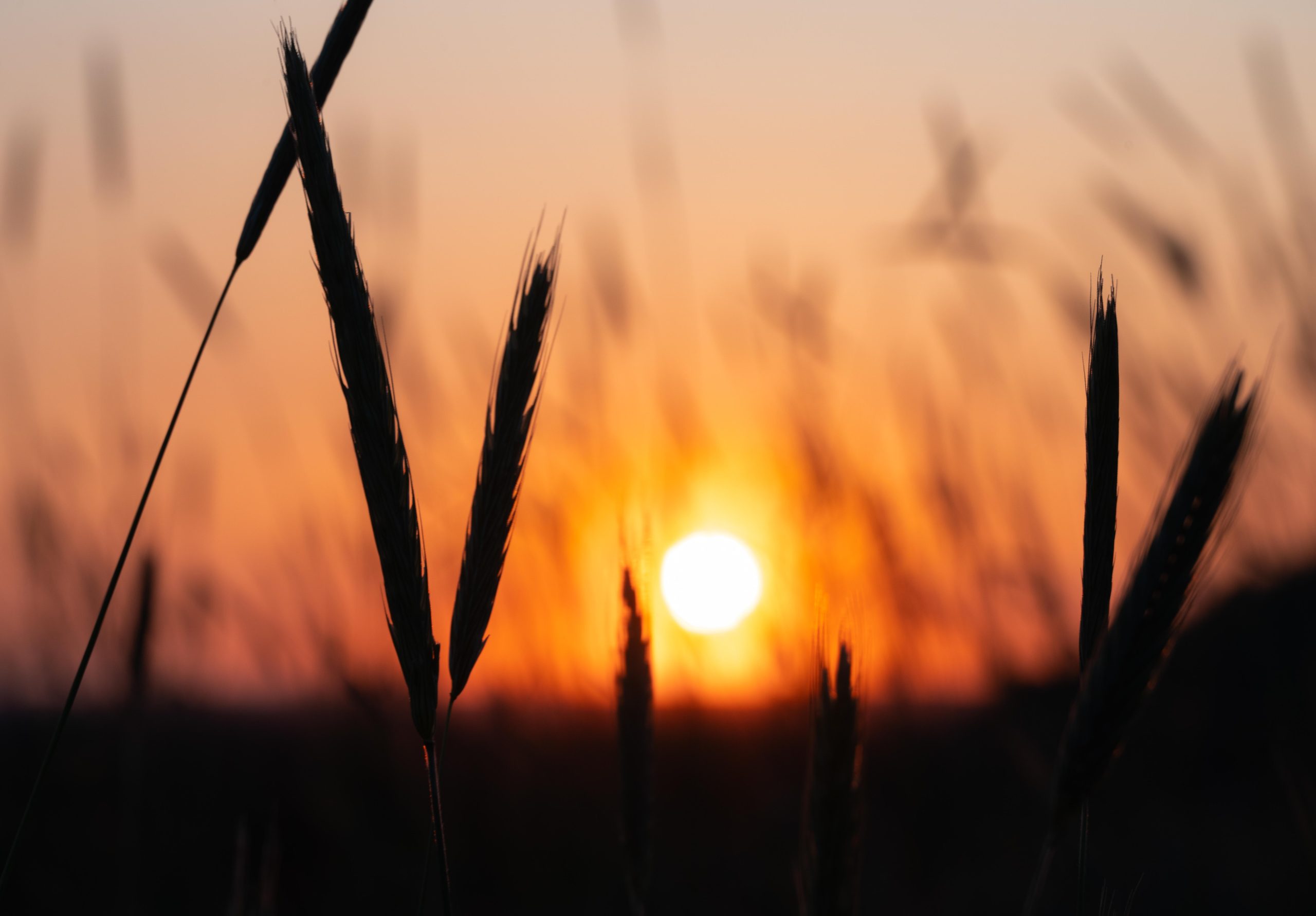 Sunset Over Wheat Fields