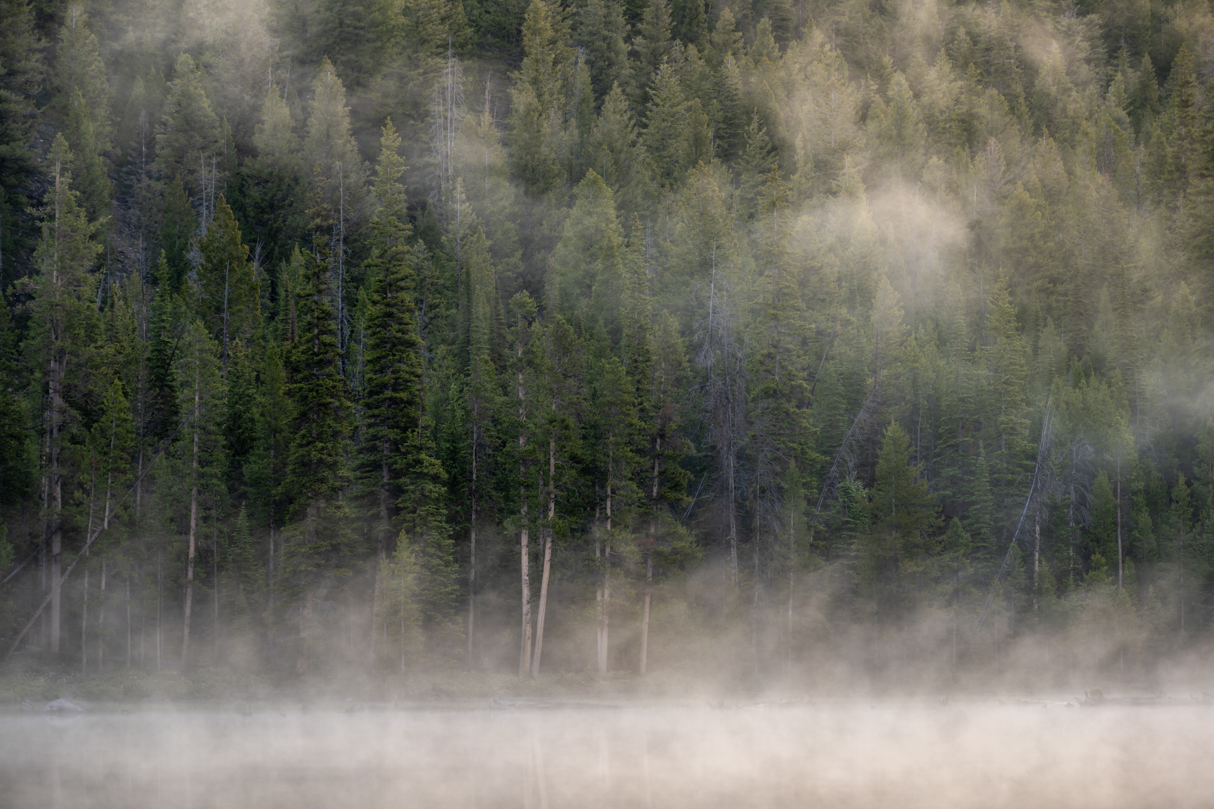Trees Through the Fog at Hellroaring Lake